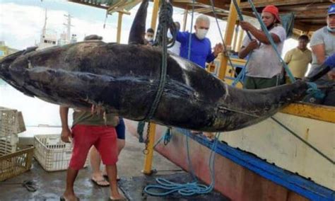 Pescadores Fisgam Raro Atum Azul De Kg No Rio Grande Do Norte