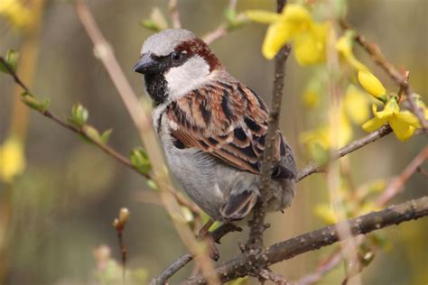 Bildet Natur Gren Fugl Blomst Dyr Dyreliv Nebb Sitter Lukk