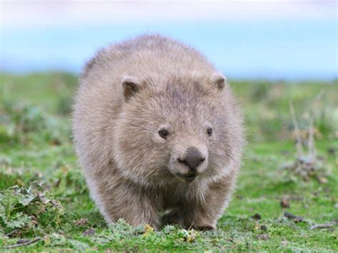 Wombat, Maria Island N.P., Tasmania, Australia Minden / SuperStock ...