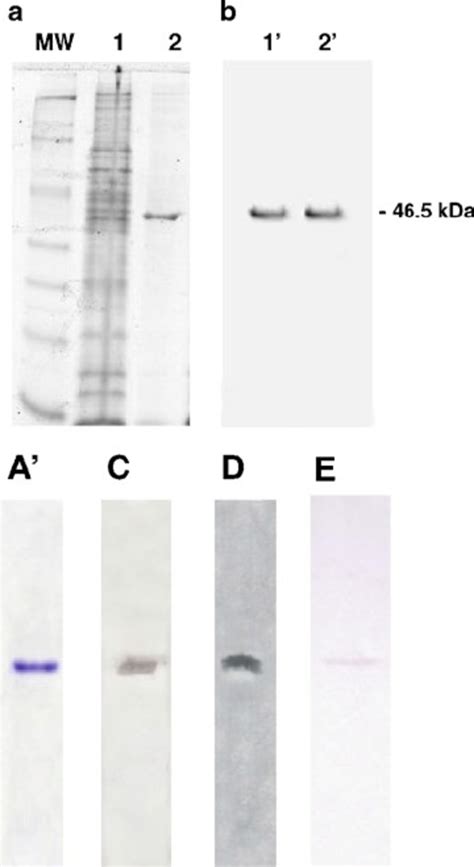 Sds Page And Immunoblotting Of Parpsso A A Coomassie Stained