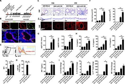 Mirna Mimics Hsa Mir Mimics Thermo Fisher Bioz