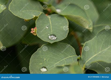 Fermeture Sur Une Goutte D Eau Sur Une Feuille Verte D Un Buisson Photo