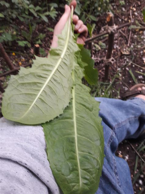 Is this prickly lettuce? : r/foraging