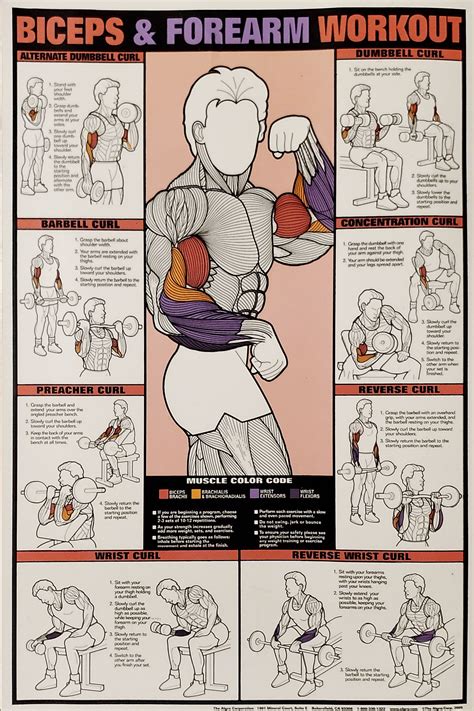 Biceps And Forearm Workout Forearm Workout Workout Posters Triceps