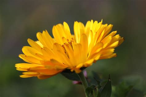 Marigold Medicinal Plant Blossom Free Photo On Pixabay