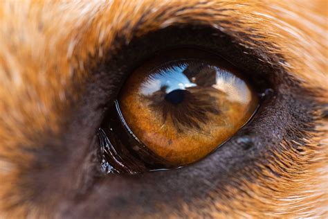 Tratamiento De La Conjuntivitis En Perros Blog Huellacanina