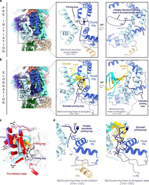 Conformational Changes Between Pre Initiation And Elongation Mimicking