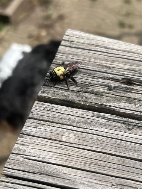 What is this hornet & what to do? : r/bugidentification