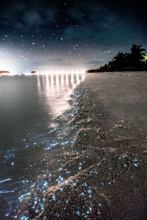 Destinos maravillosos con bioluminiscencia en México que no debes