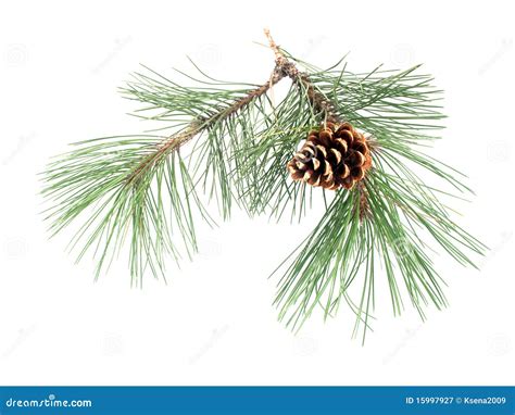 Pine Branch With The Cone Stock Image Image Of Closeup