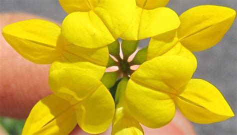 How To Sow Birdsfoot Trefoil British Lotus Seeds Welldales