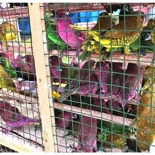 Jual Burung Warna Warni Terlengkap Harga Terbaru Mei Shopee