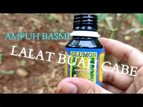 Cara Mengatasi Basmi Lalat Buah Cabe Tanam Cabe Rawit Lahan Miring