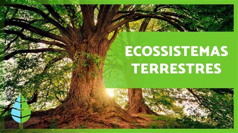 ECOSSISTEMAS TERRESTRES Características e TIPOS YouTube