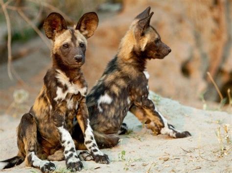 African Wild Dog Facts And Pictures | All Wildlife Photographs