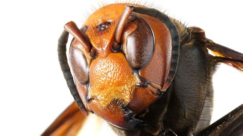 Murder Hornet Asian Giant Hornets Invading North America Live Science