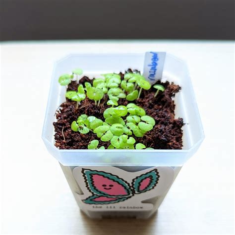 select   planter  houseplant seeds plantflix