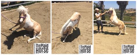 Little Horse, Big Heart - The Plaid Horse Magazine