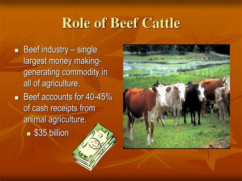 Ppt Beef Cattle And Industry Powerpoint Presentation Free Download Id 6677033