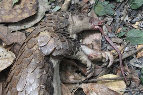 Study Documents Nigeria’s Staggering Role in Trafficking of Pangolins ...