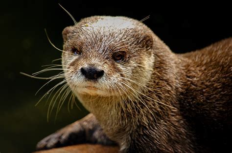 otter baby cute clawed  photo  pixabay pixabay