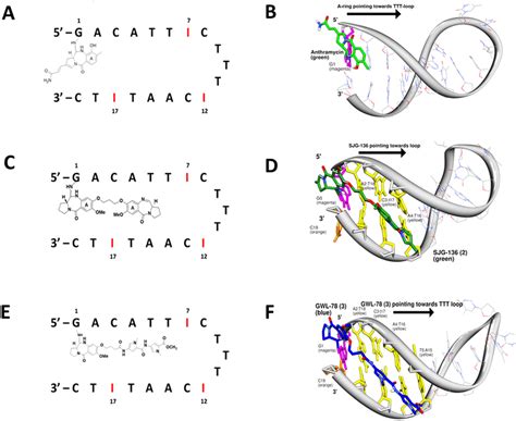 Schematic And Molecular Models Of Anthramycin 1 SJG 136 2 And