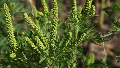 Allergie alerte rouge pour le pollen d ambroisie en Saône et Loire ici