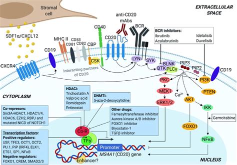 从CD20的调控和功能来看B细胞生物学和单克隆抗体靶向策略的谜团 知乎