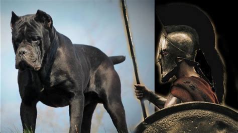 Canis Pugnax, the WAR DOG of the Romans. How were they employed? Were ...