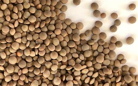 Lentil Seed Red Lentil Seeds Review Hydroponic Gardening