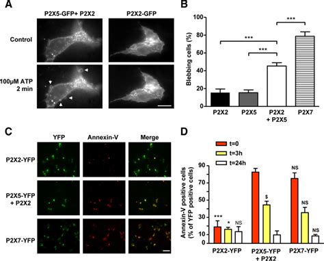 Activation Of P2x25 Receptors Mediates Membrane Blebbing And