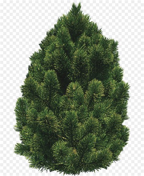 Shrubs Bushes Clipart 10 Free Cliparts Download Images On Clipground 2024