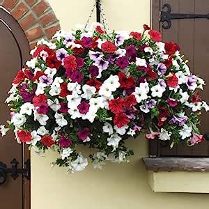 Petunia Surfinia Collection 20cm Pre Planted Hanging Basket X 1 By