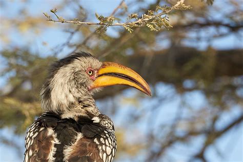 Desert Birds Are Marvels Of Adaptation The Naturalist Journeys Blog