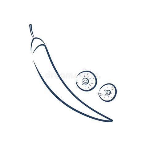 Chilly Pepper Chilli Vector Hand Drawn Vector Illustration Fresh Organic Vegetable Hot Pepper