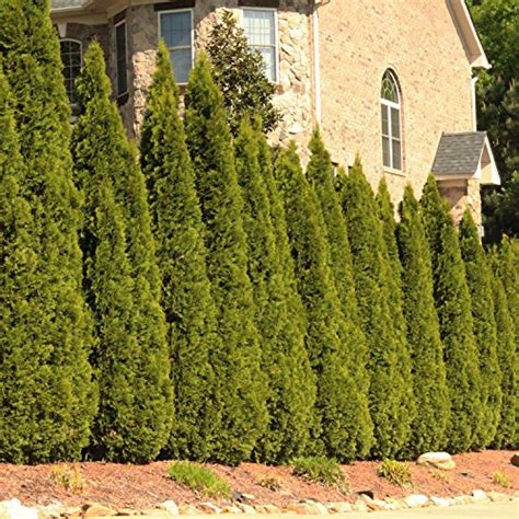 Emerald Green Arborvitae Evergreen Trees Perfect For Privacy Large Developed Trees With