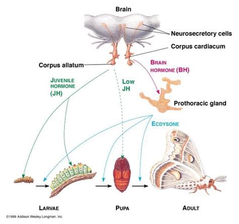 JH and ecdysone | Flashcards, Entomology, Gland