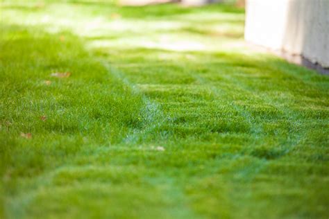 Liming Lawns for Healthy Grass in Victoria, BC - Costa Verde