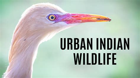 Indian Wildlife Documentary Indian Urban Wildlife Youtube