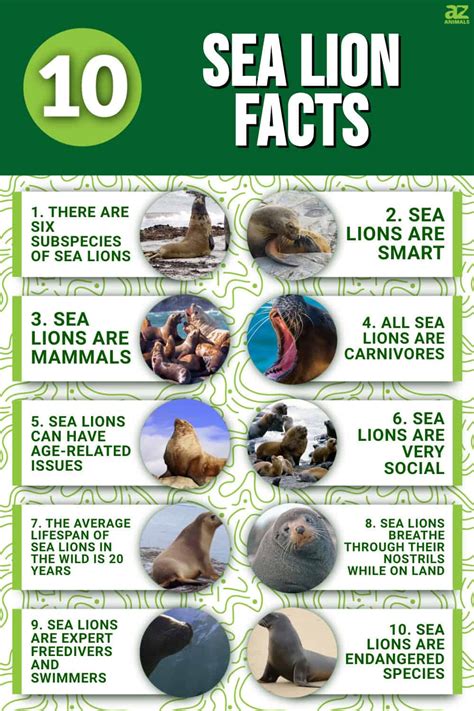 10 Key Facts About Sea Lions - A-Z Animals