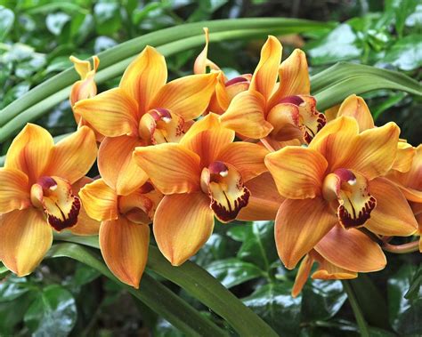 Wallpaper Orange Orchids Green Leaves 1920x1200 Hd Picture Image