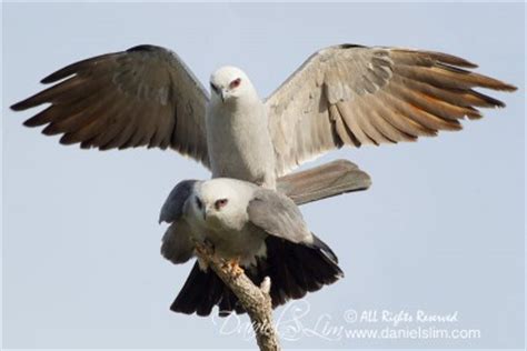 Mississippi Kite | Nature, Wildlife, Macro and Bird Photography by ...