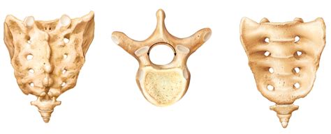 Lab 2: Axial Skeleton (7) Diagram | Quizlet