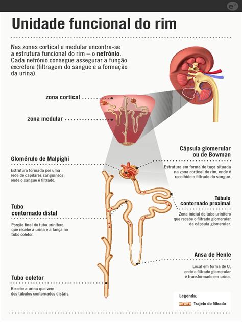Qual A Unidade Funcional Dos Rins