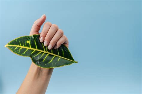 Premium Photo Beautiful Delicate Hand Holding Green Leaf On Blue