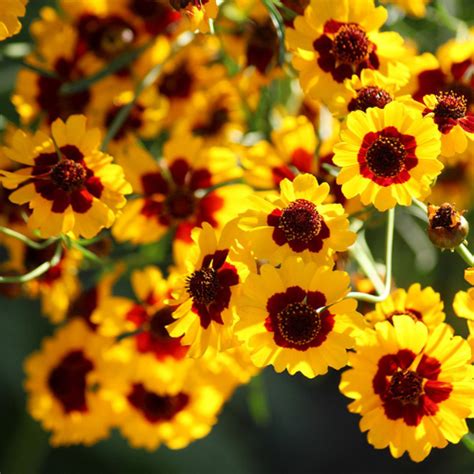 How To Grow Coreopsis From Seeds