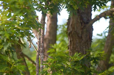 Maple Tree Leaves Royalty Free Photo