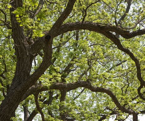 Drought-tolerant trees: 10 resilient choices | Homes and Gardens