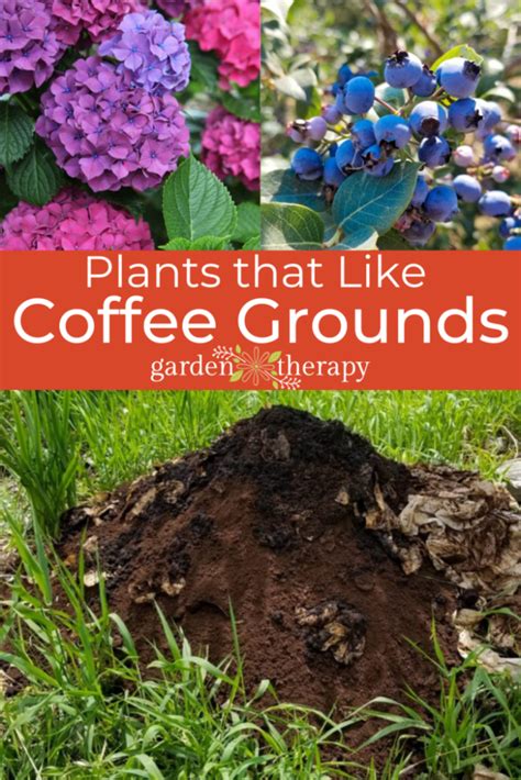 What Plants Like Coffee Grounds Garden Therapy