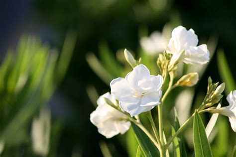 Types Of Freesias To Have In Your Garden And How To Care For Them